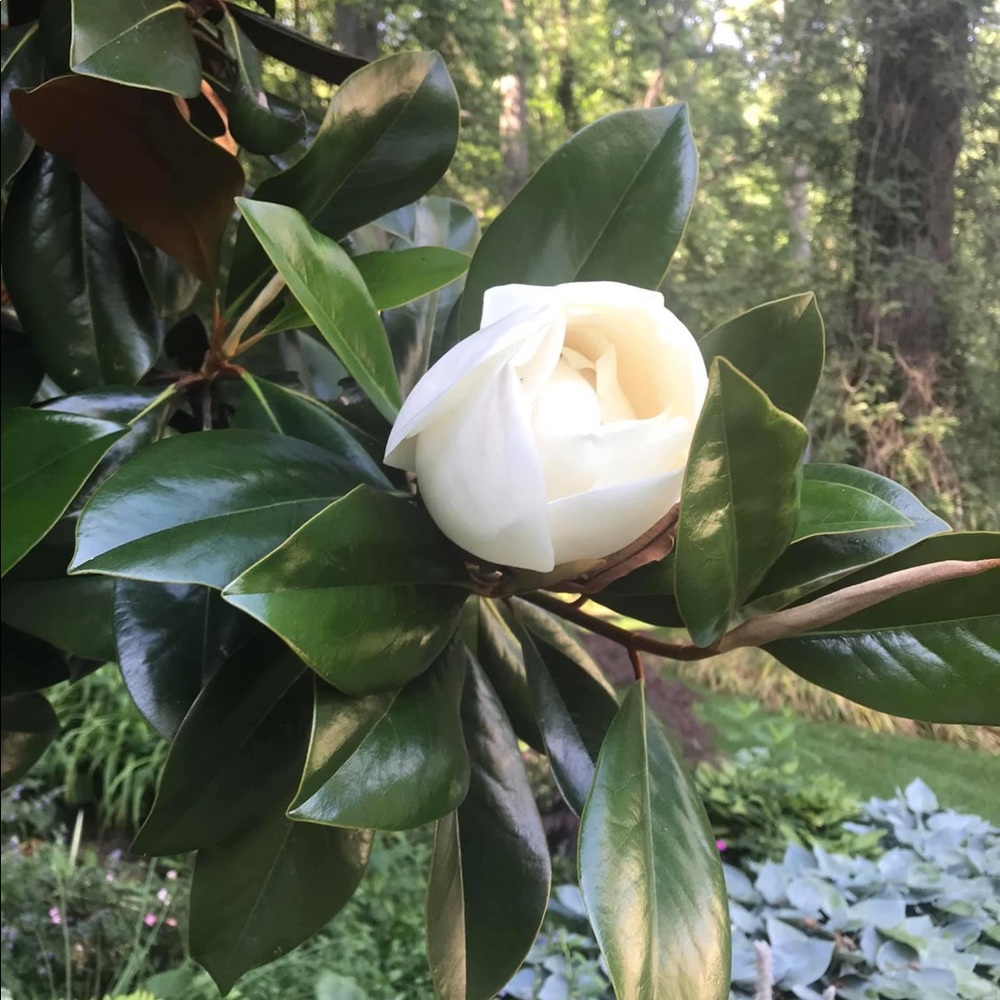 Meet your Posher, Nona